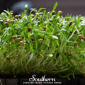 Cilantro Microgreens – 10 grams Southern Seeds
