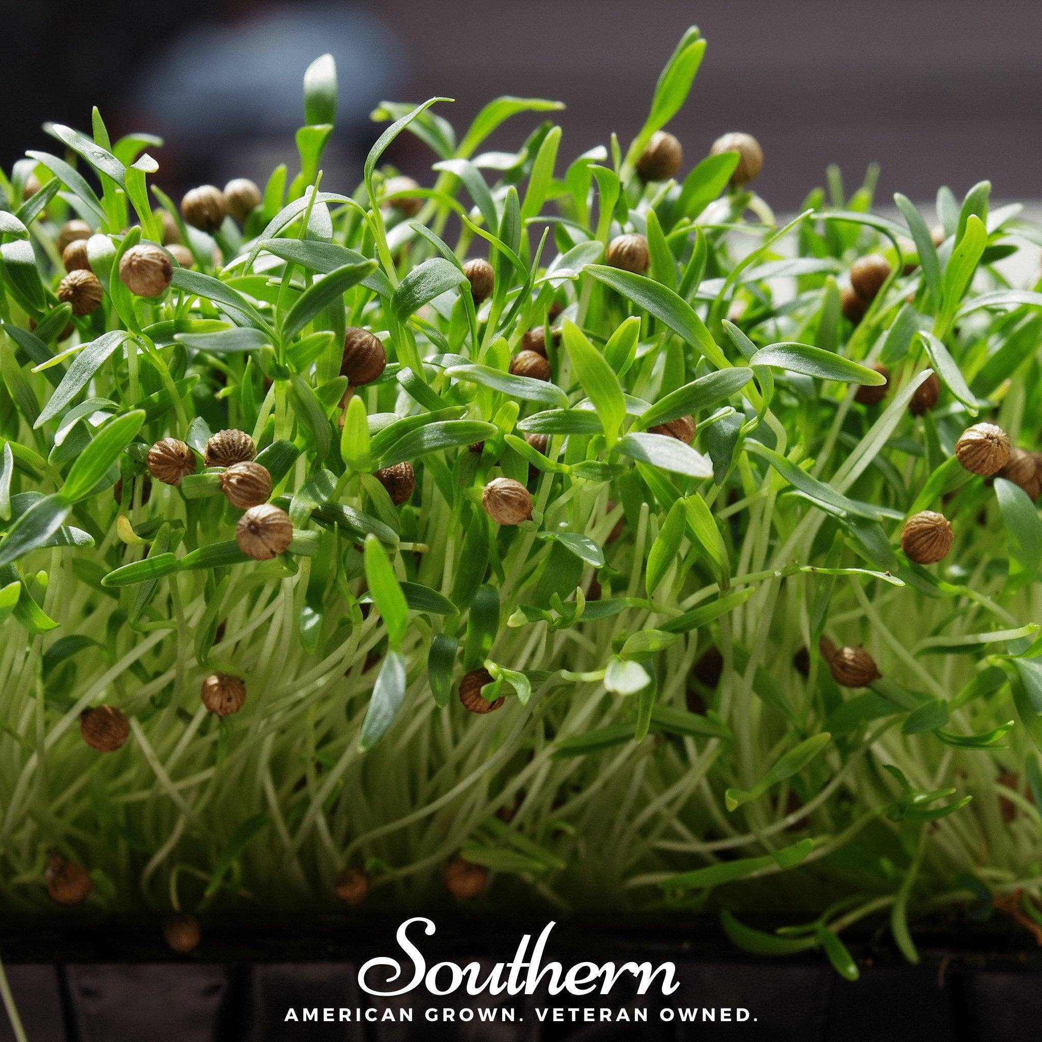 Cilantro Microgreens – 10 grams Southern Seeds