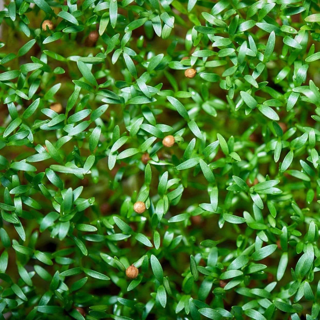 Cilantro Microgreens – 10 grams Southern Seeds