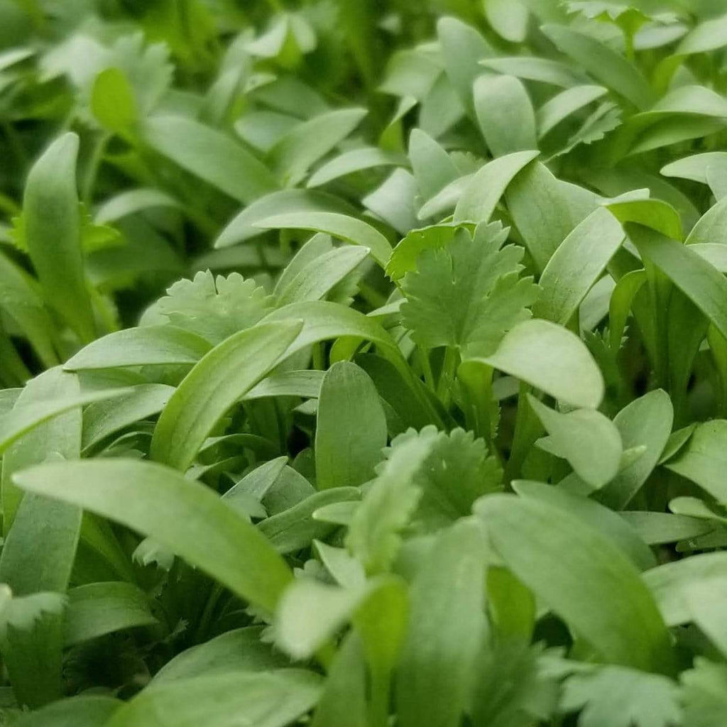 Cilantro Microgreens – 10 grams Southern Seeds