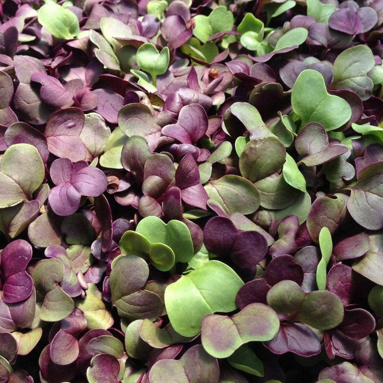 Confetti Radish Microgreen – 10 grams Southern Seeds