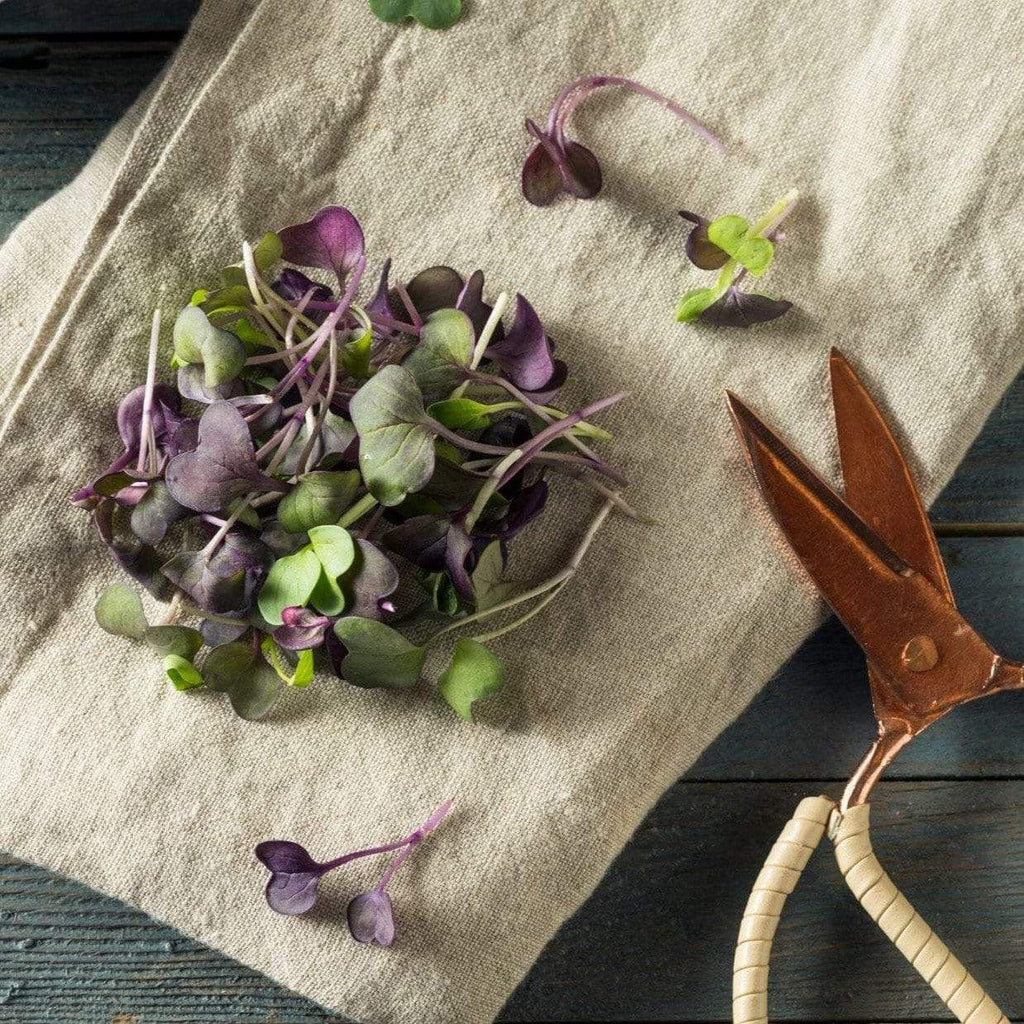 Confetti Radish Microgreen – 10 grams Southern Seeds