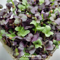 Confetti Radish Microgreen – 10 grams Southern Seeds