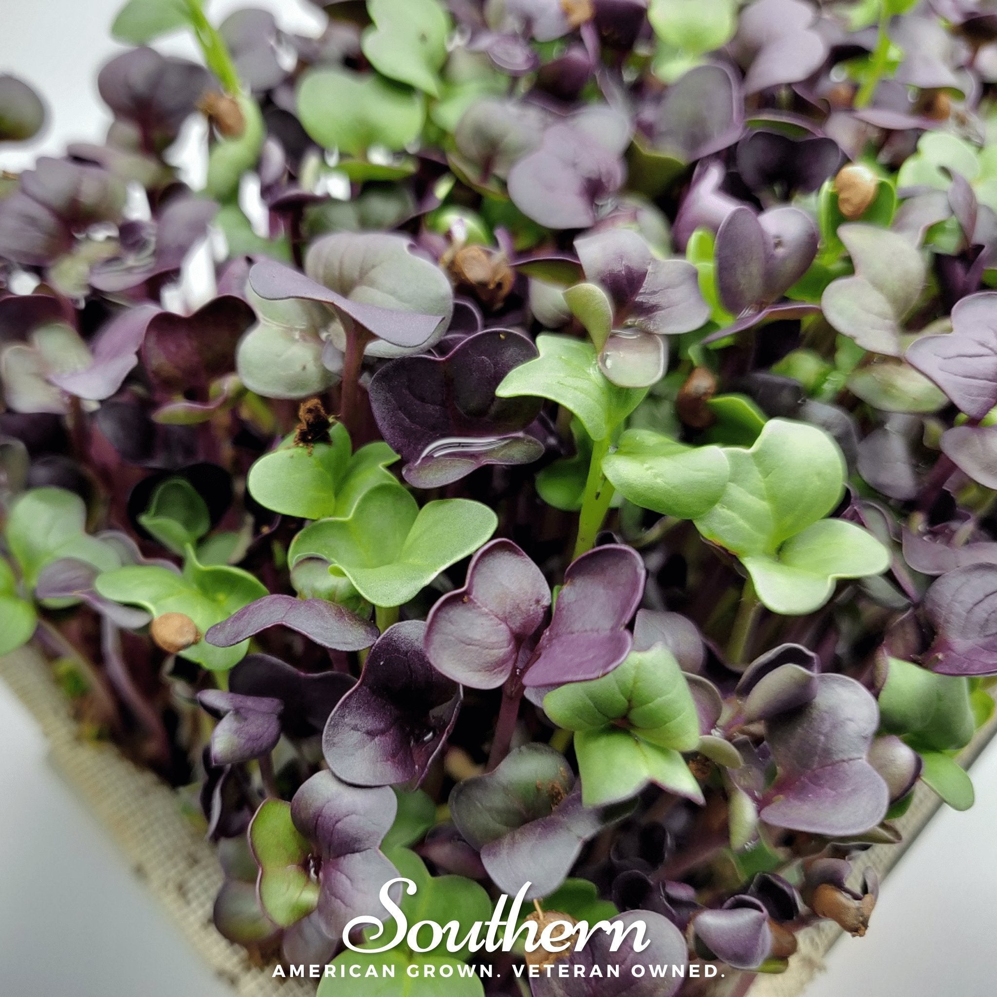 Confetti Radish Microgreen – 10 grams Southern Seeds