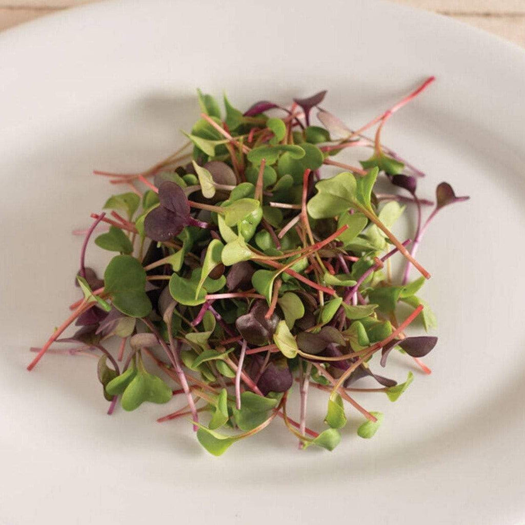 Confetti Radish Microgreen – 10 grams Southern Seeds