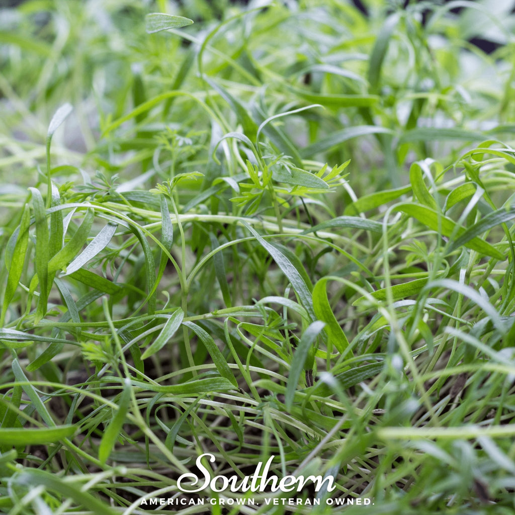 Dill Microgreen – 8 grams Southern Seeds