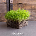 Dill Microgreen – 8 grams Southern Seeds