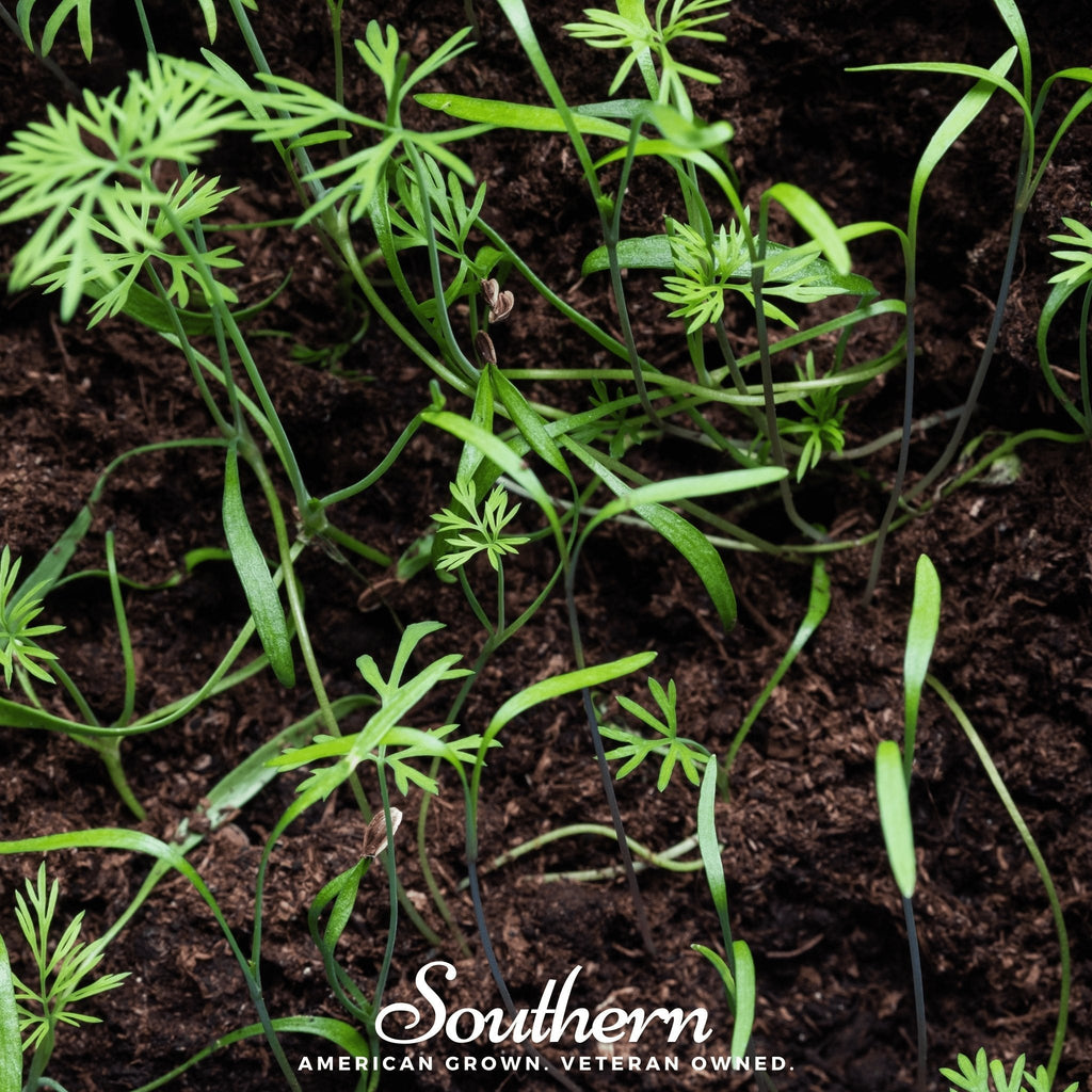 Dill Microgreen – 8 grams Southern Seeds