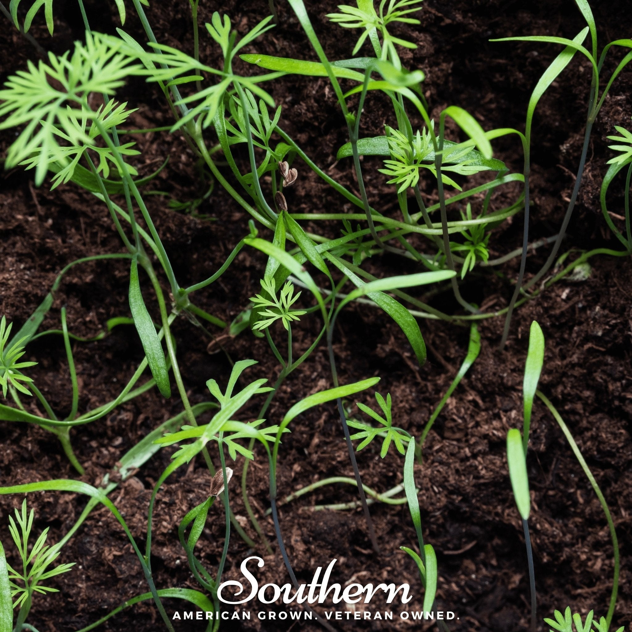 Dill Microgreen – 8 grams Southern Seeds