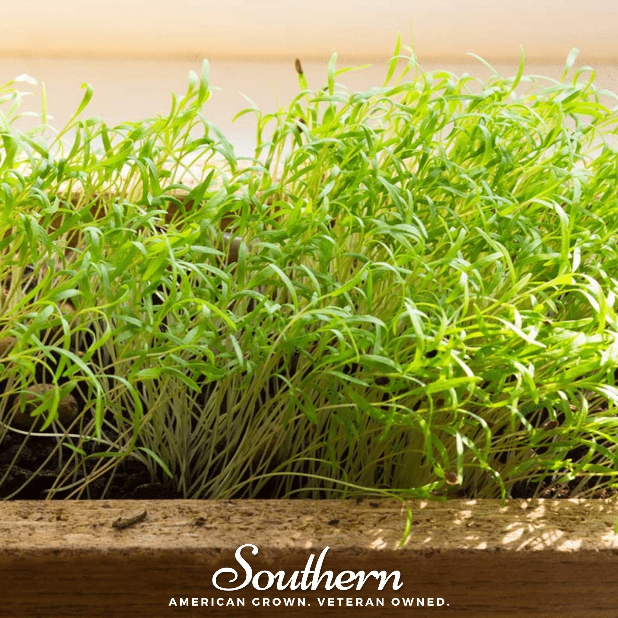 Dill Microgreen – 8 grams Southern Seeds