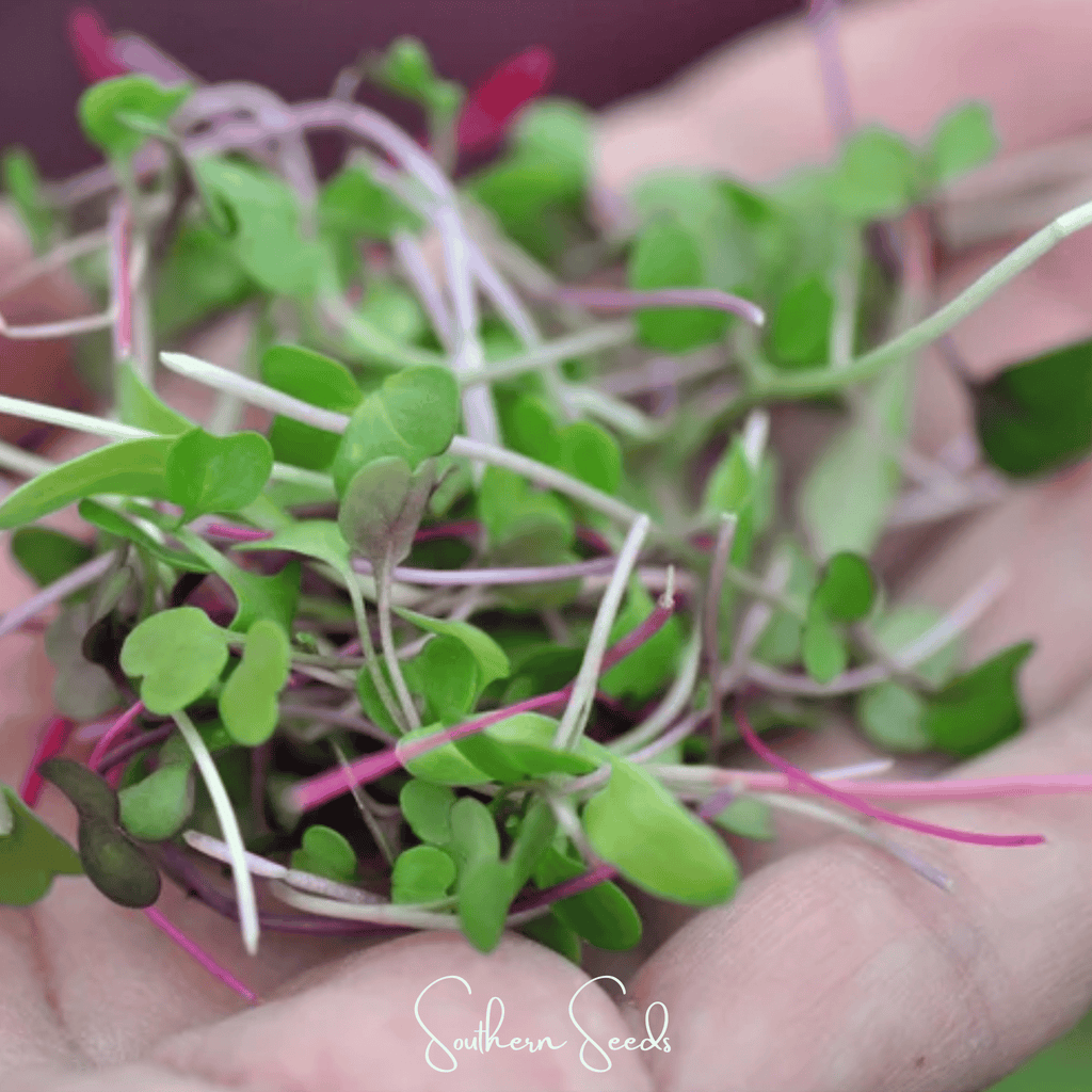 Salad Mix Microgreen – 5 Variety Mix – 8 grams Southern Seeds