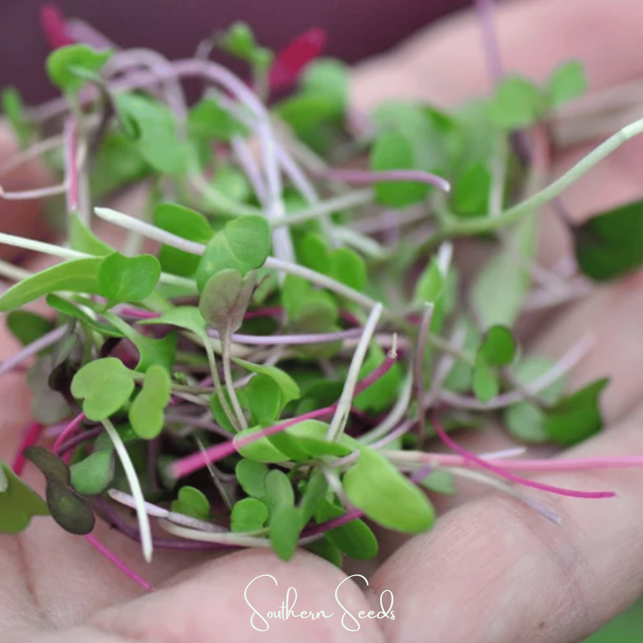 Salad Mix Microgreen – 5 Variety Mix – 8 grams Southern Seeds