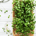 Salad Mix Microgreen – 5 Variety Mix – 8 grams Southern Seeds