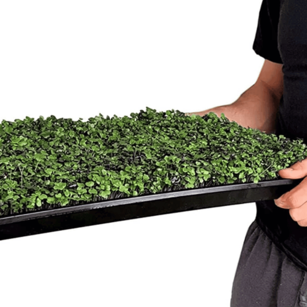 Salad Mix Microgreen – 5 Variety Mix – 8 grams Southern Seeds