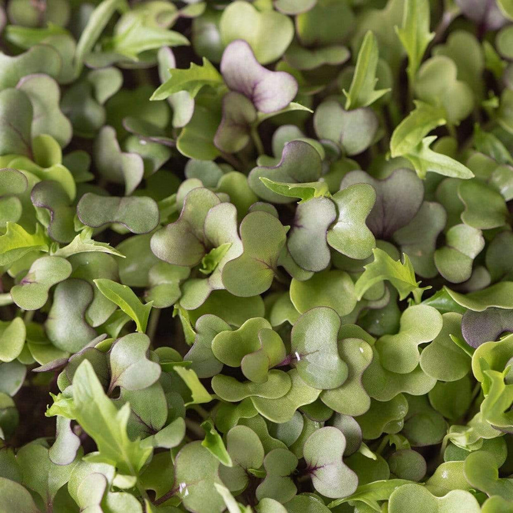 Southern Mild Microgreen Mix – 8 grams Southern Seeds