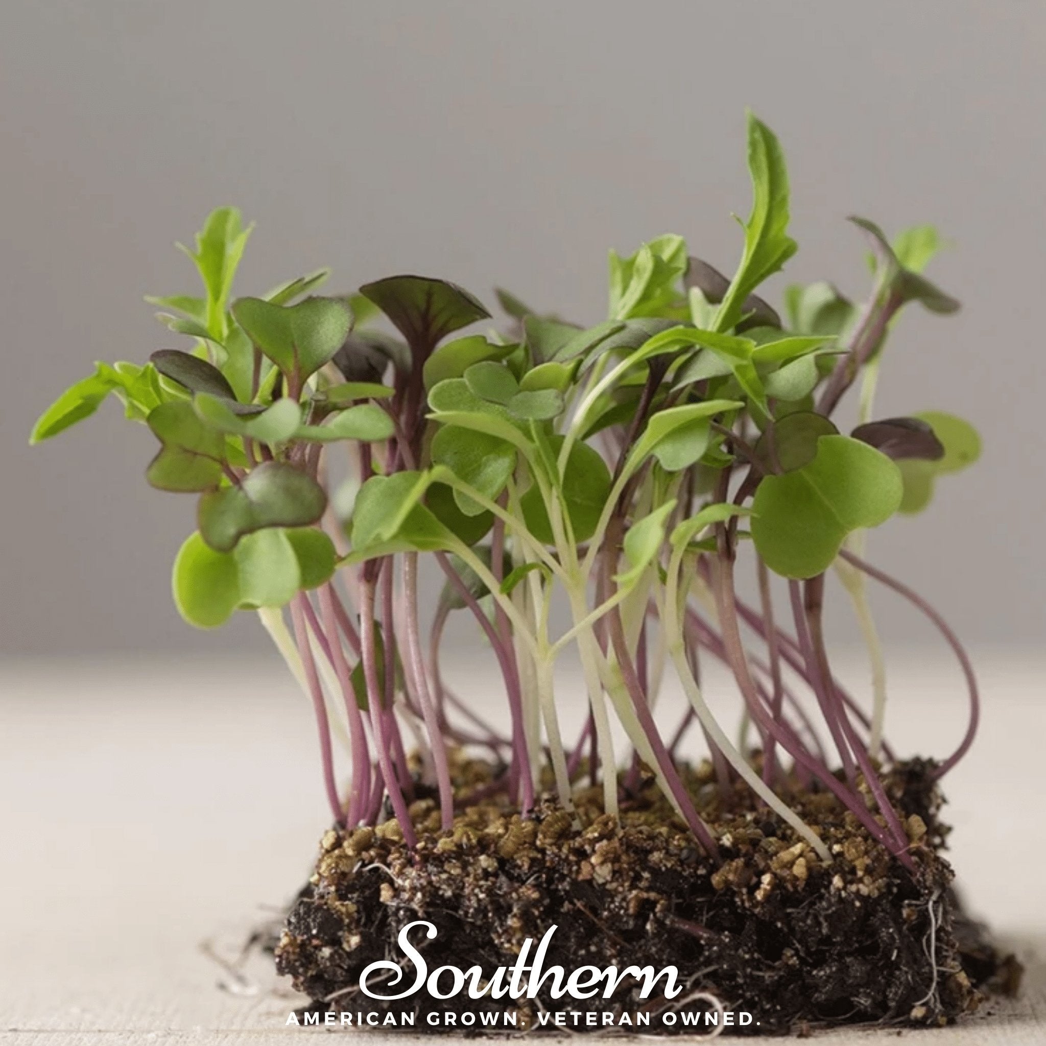 Southern Mild Microgreen Mix – 8 grams Southern Seeds