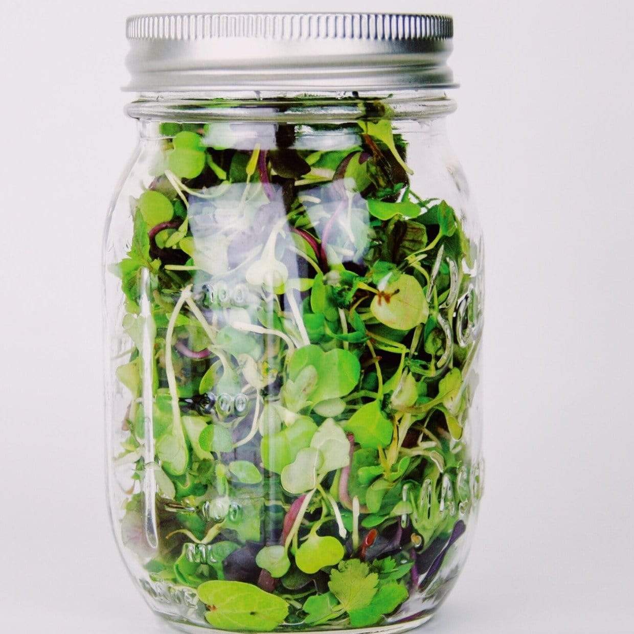 Southern Mild Microgreen Mix – 8 grams Southern Seeds