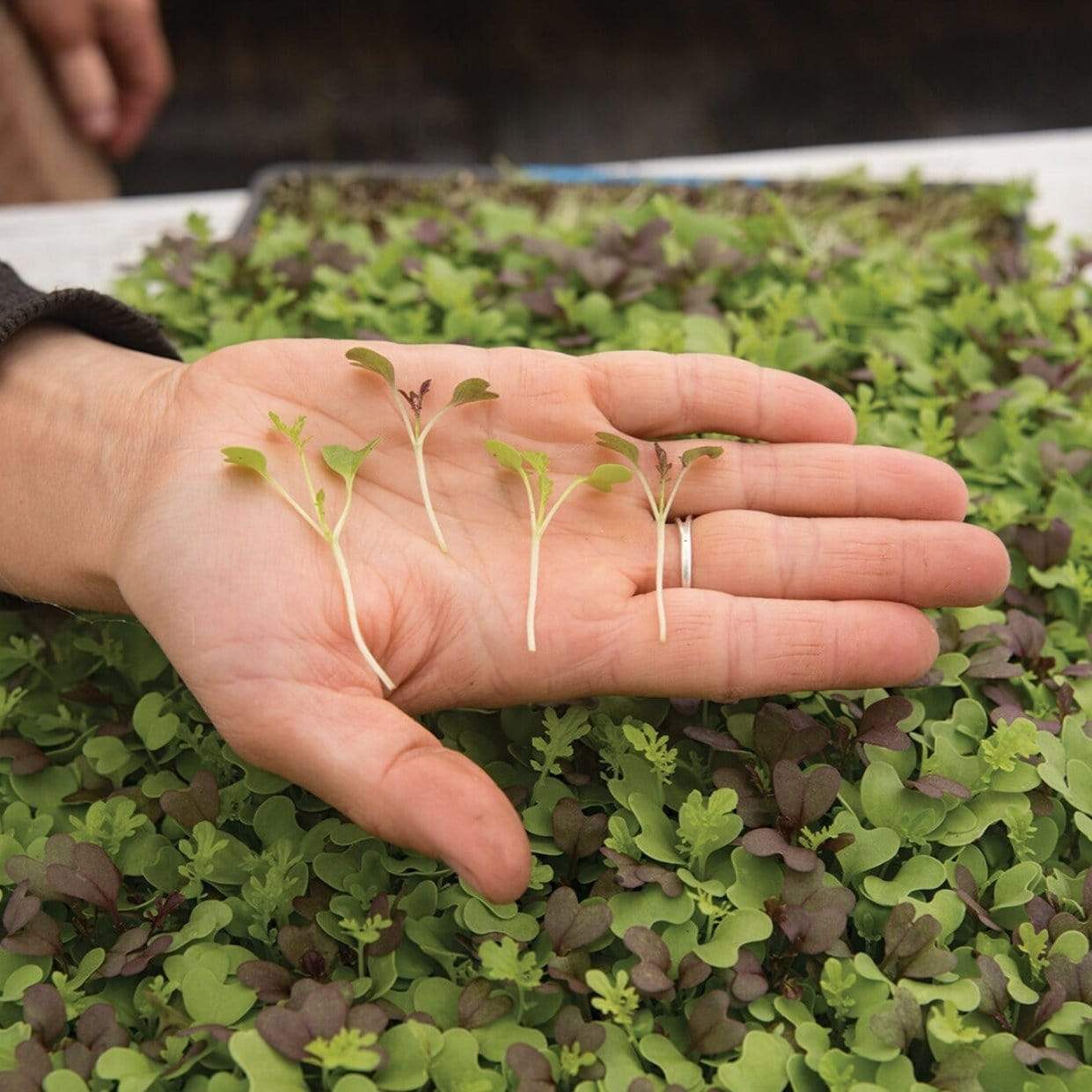 Southern Spice Mix Microgreens – 8 grams Southern Seeds