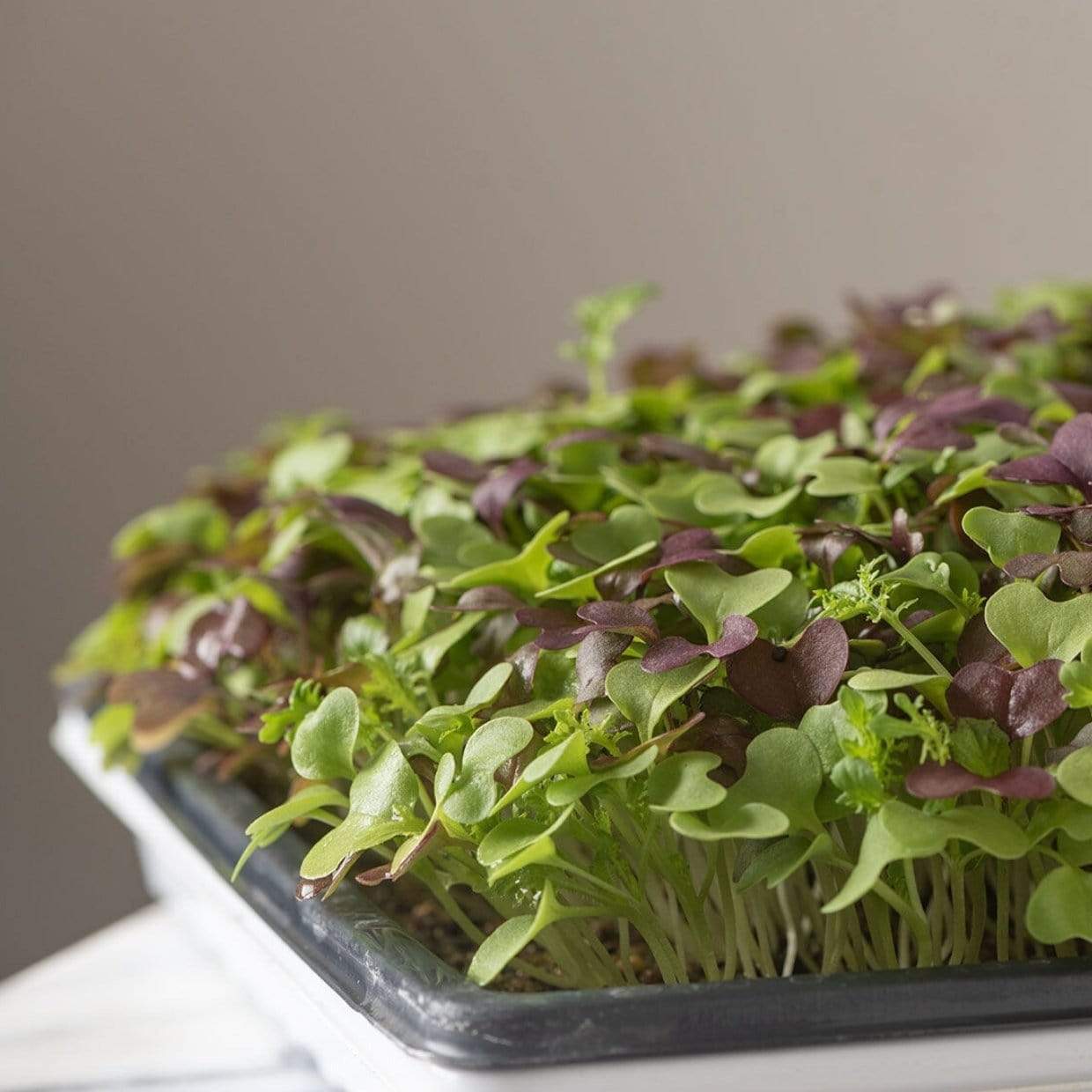 Southern Spice Mix Microgreens – 8 grams Southern Seeds