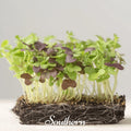 Southern Spice Mix Microgreens – 8 grams Southern Seeds