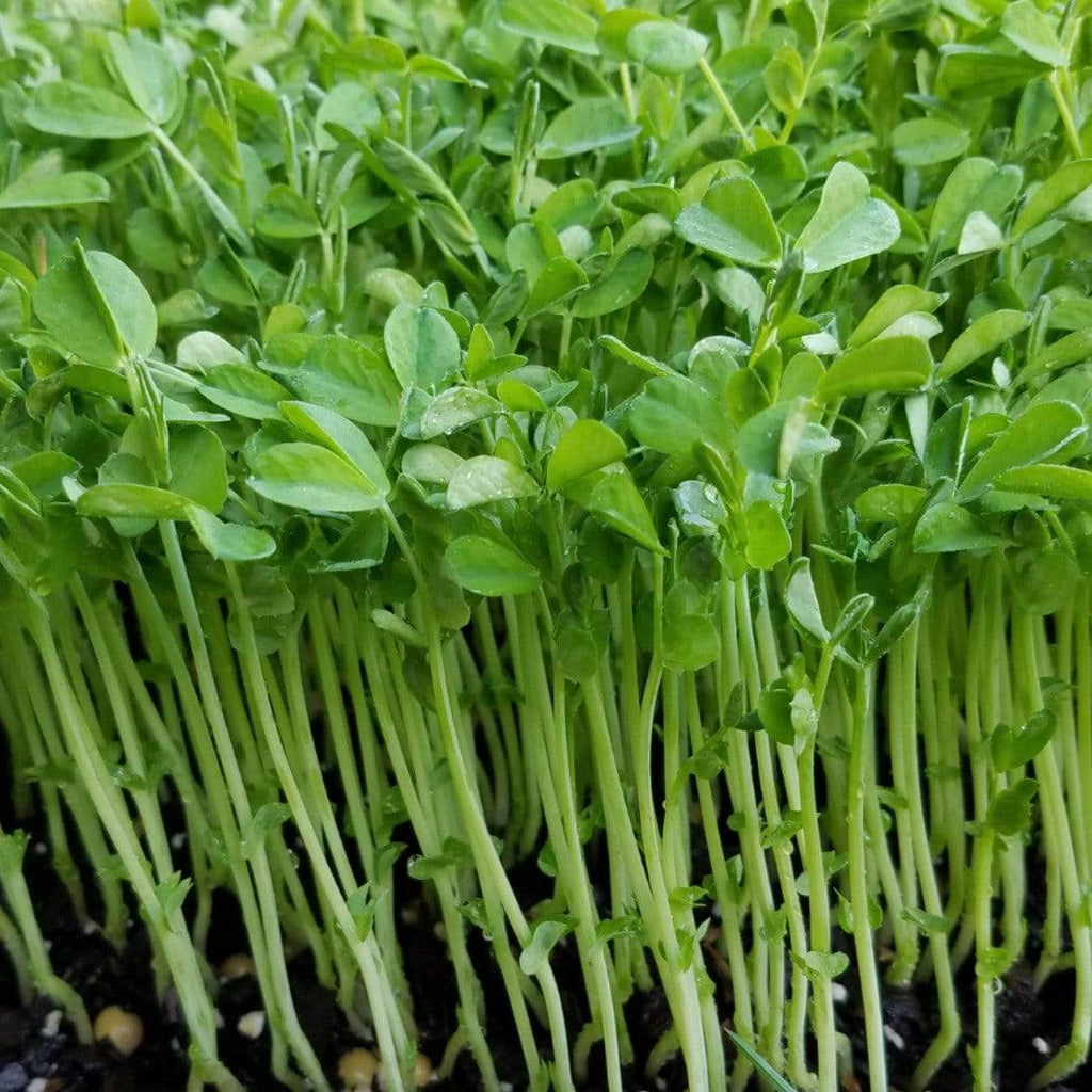 Speckled Pea Microgreens – 15 grams Southern Seeds