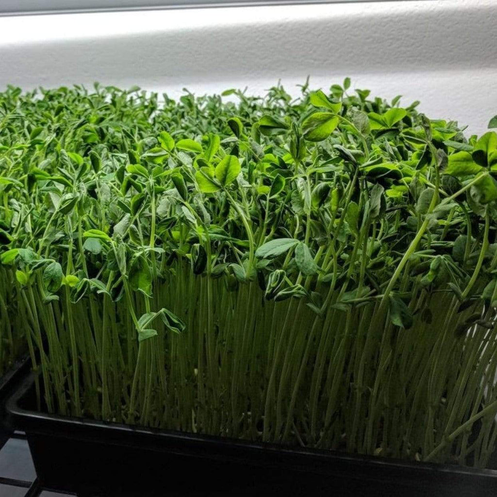 Speckled Pea Microgreens – 15 grams Southern Seeds