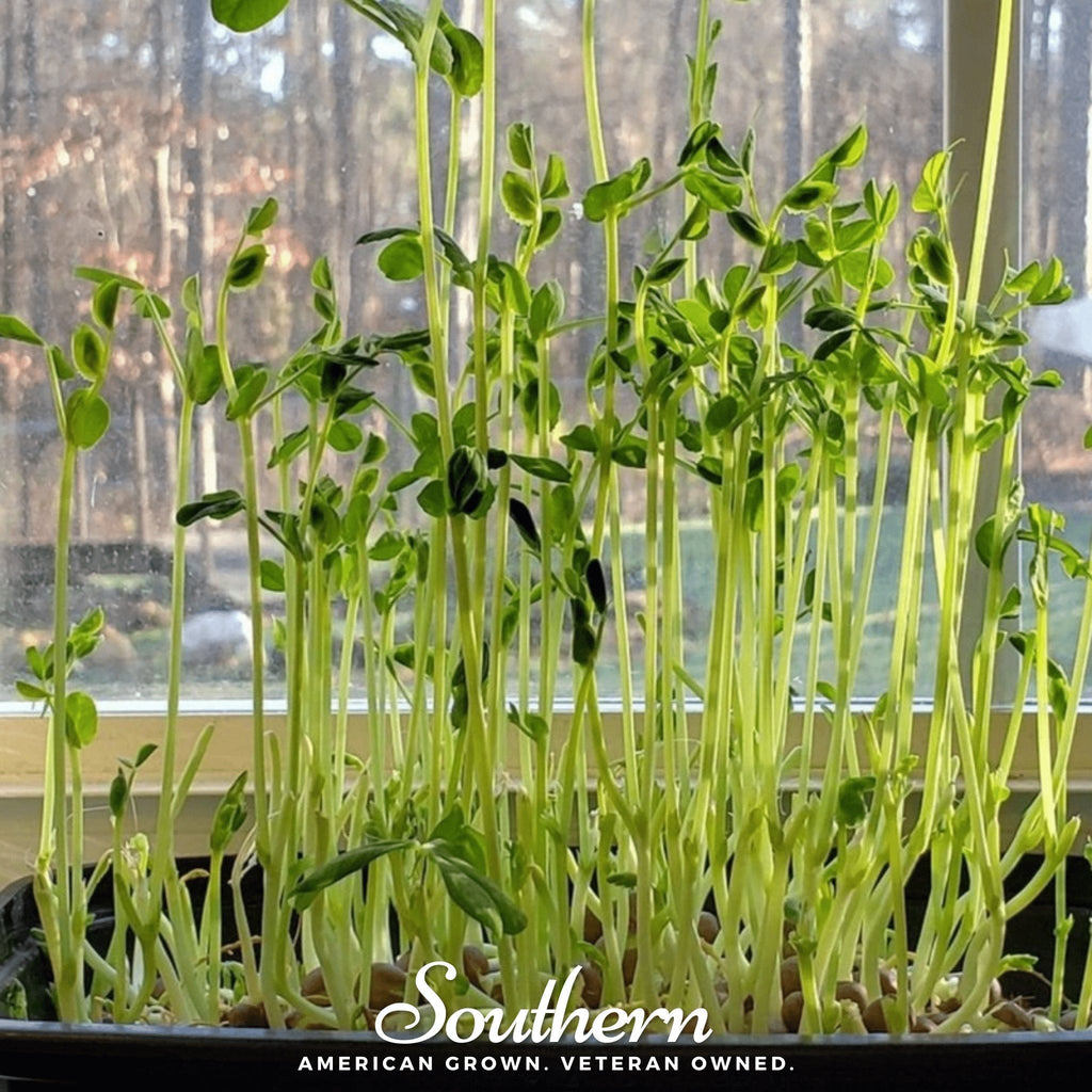 Speckled Pea Microgreens – 15 grams Southern Seeds