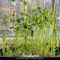 Speckled Pea Microgreens – 15 grams Southern Seeds