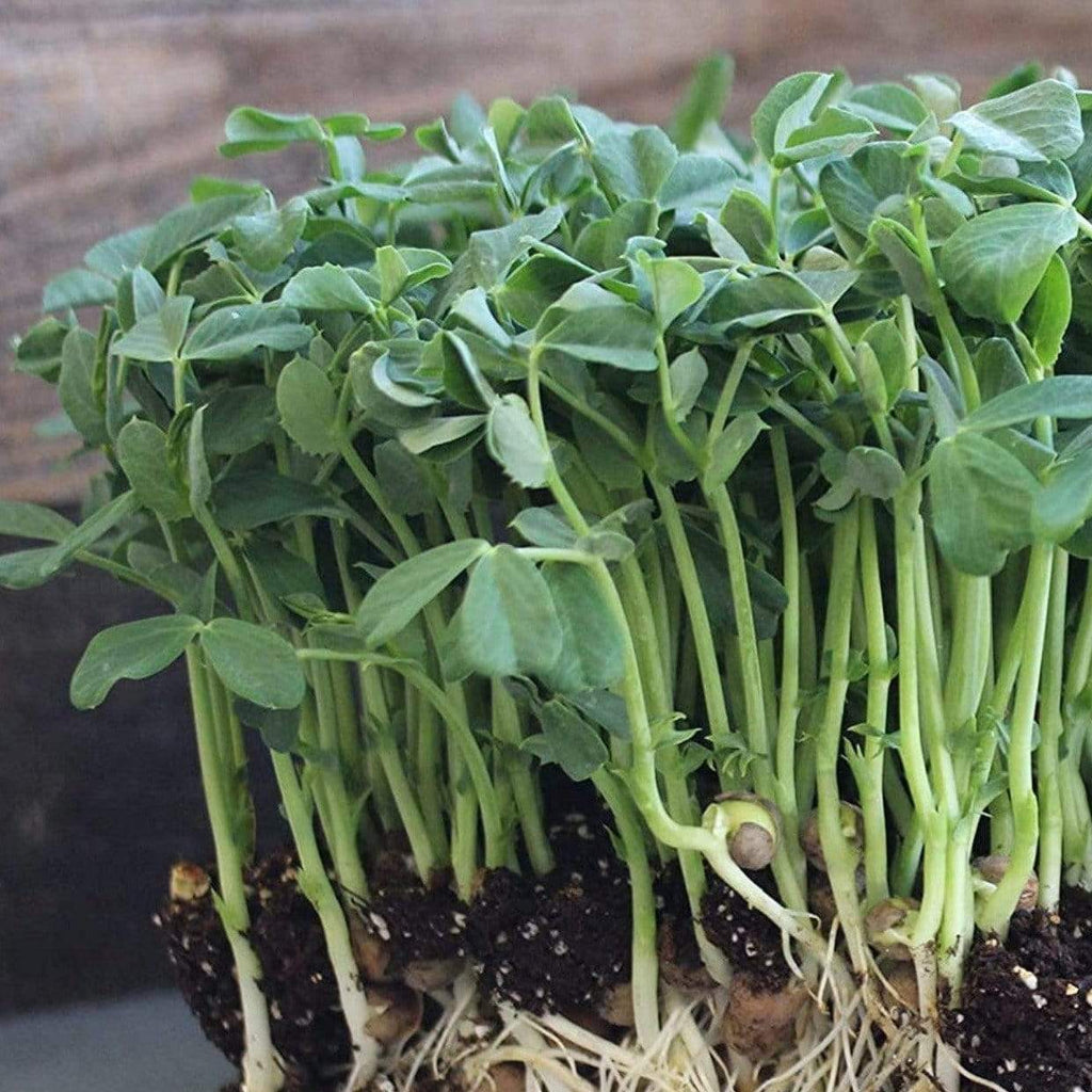 Speckled Pea Microgreens – 15 grams Southern Seeds