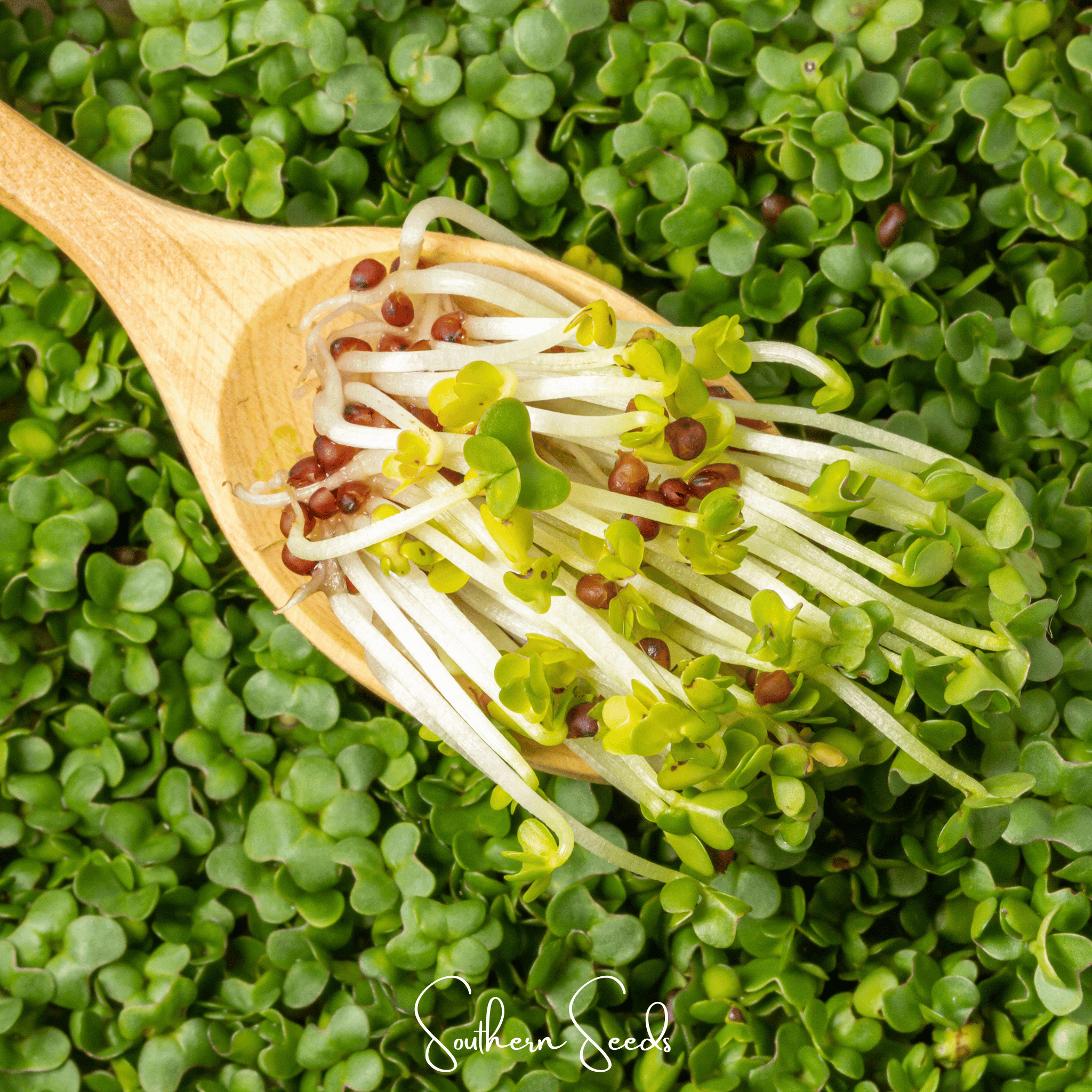 Wasabi Spicy Mustard Microgreen – 10 grams Southern Seeds