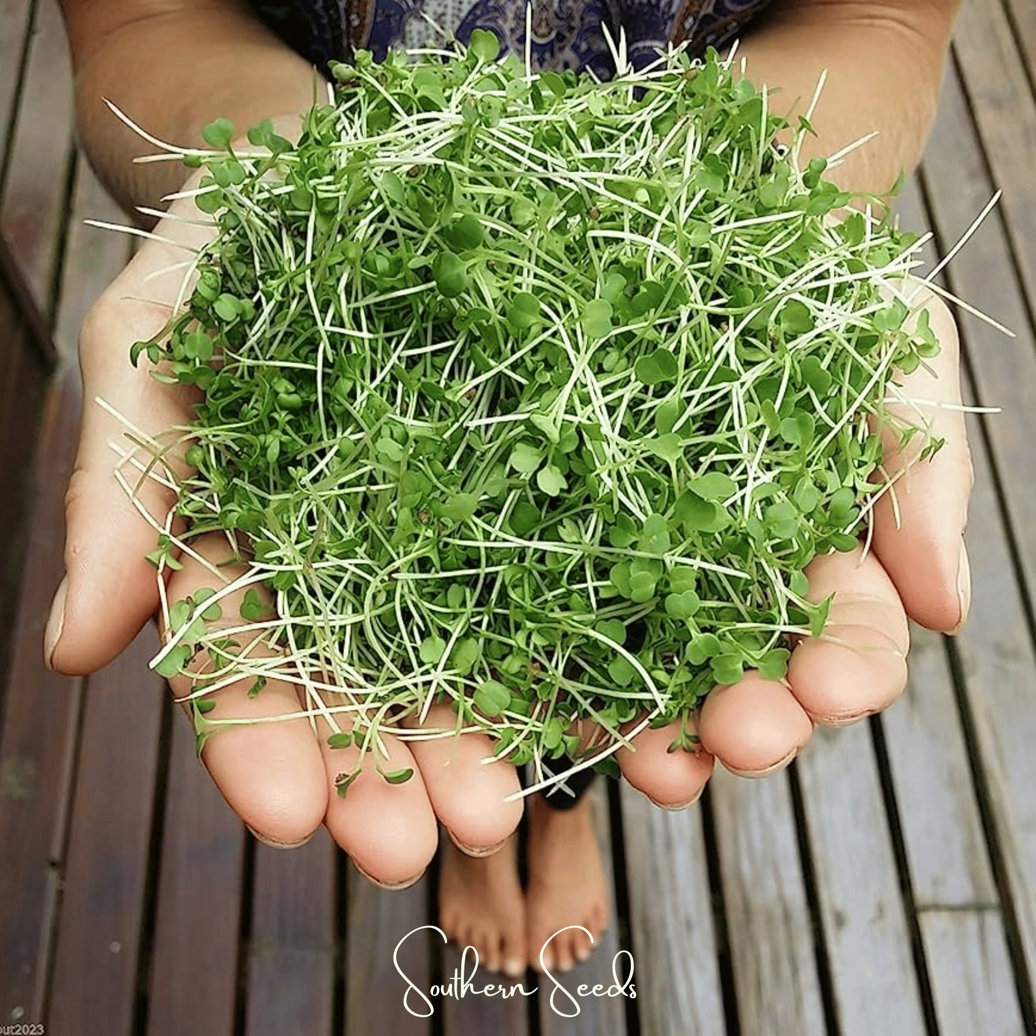 Wasabi Spicy Mustard Microgreen – 10 grams Southern Seeds