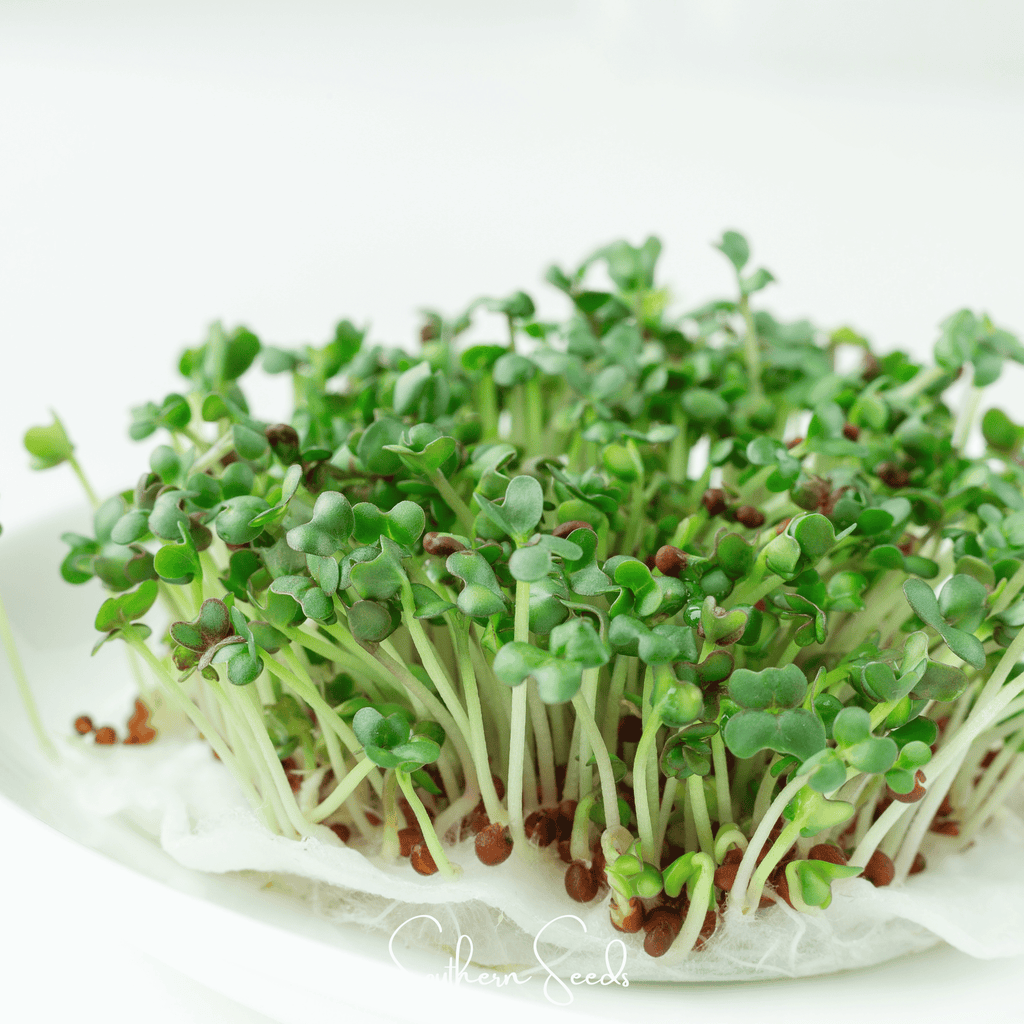 Wasabi Spicy Mustard Microgreen – 10 grams Southern Seeds