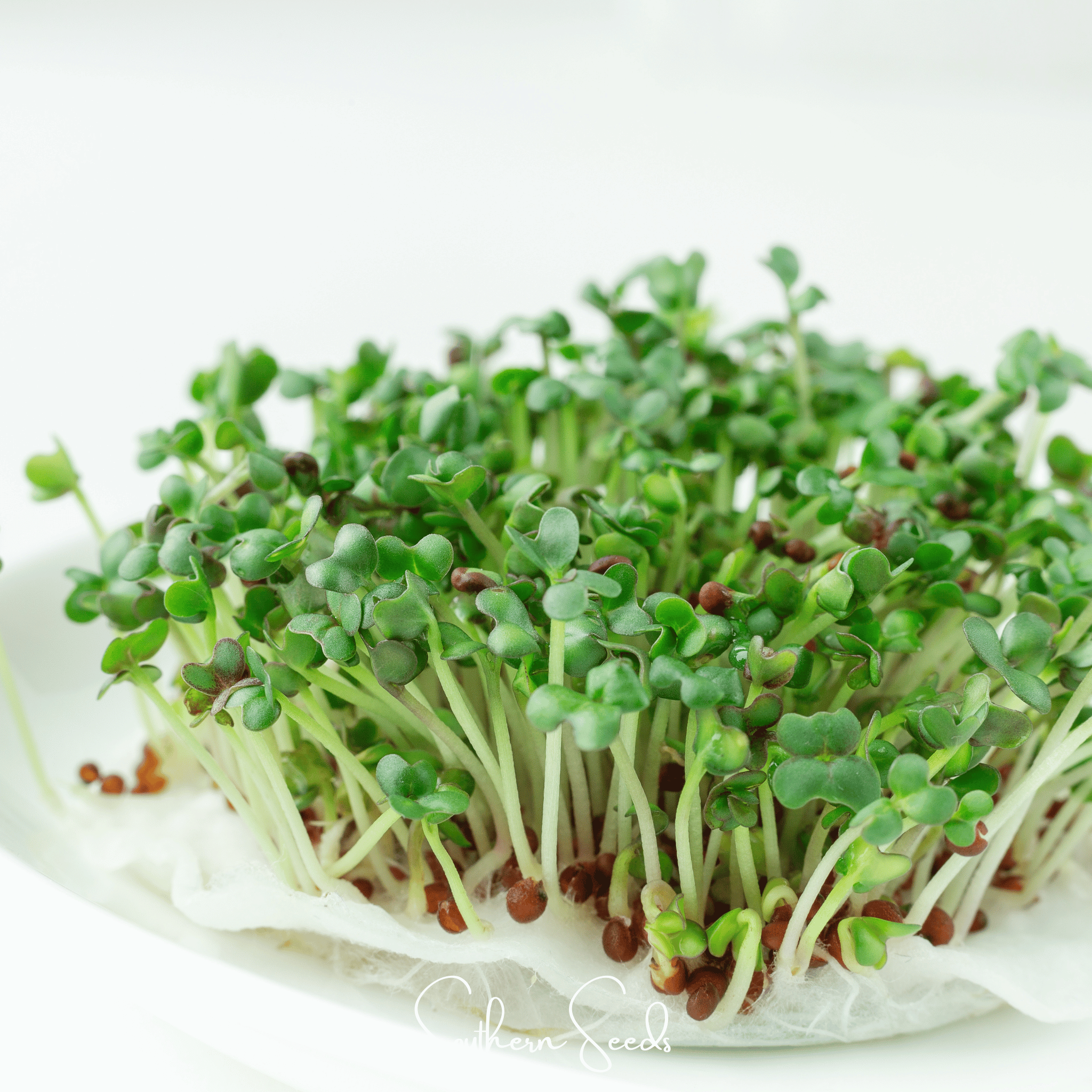 Wasabi Spicy Mustard Microgreen – 10 grams Southern Seeds