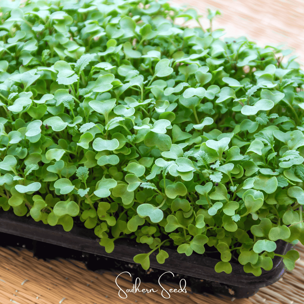Wasabi Spicy Mustard Microgreen – 10 grams Southern Seeds