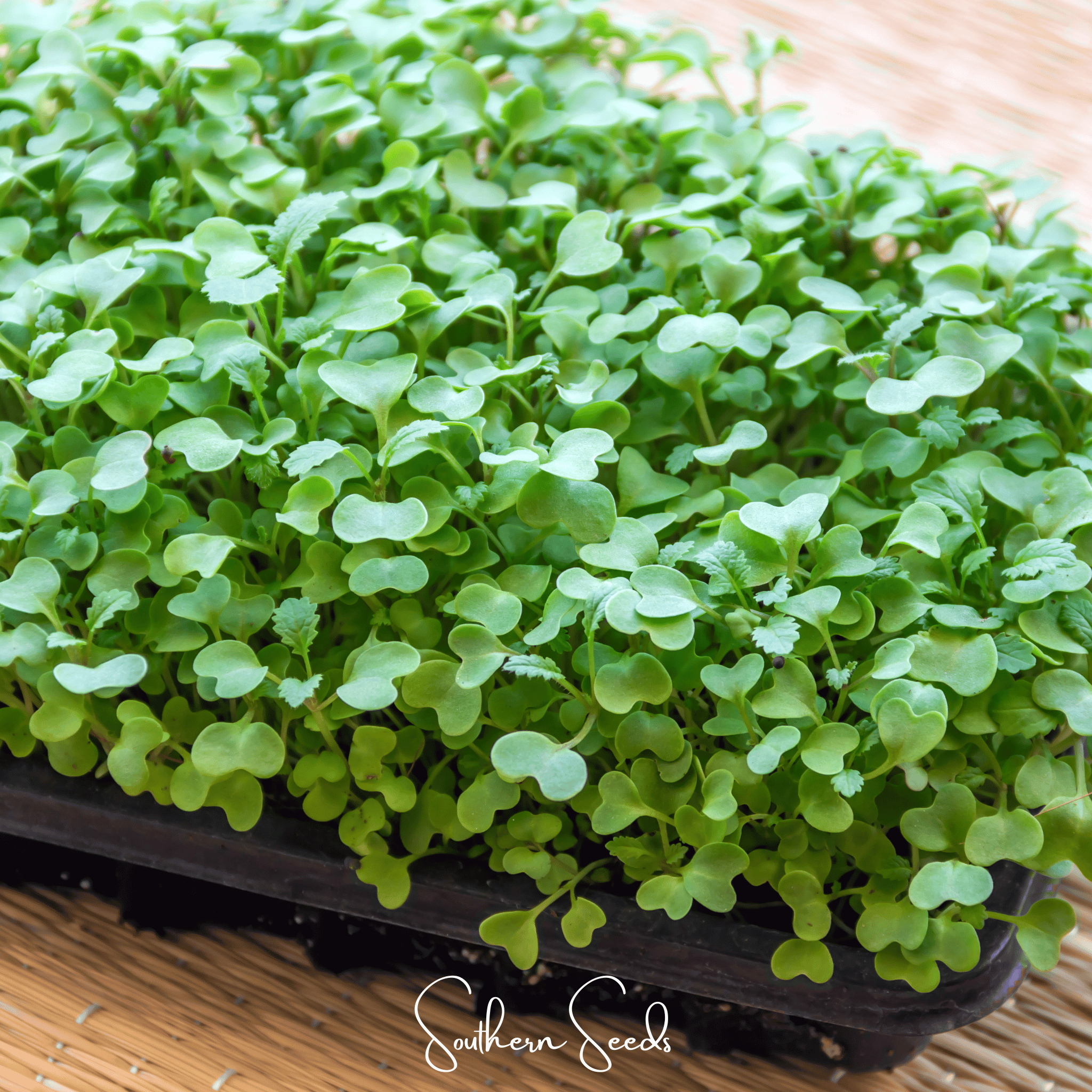Wasabi Spicy Mustard Microgreen – 10 grams Southern Seeds