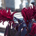 Midnight Red Amaranth – 250 Seeds Southern Seeds