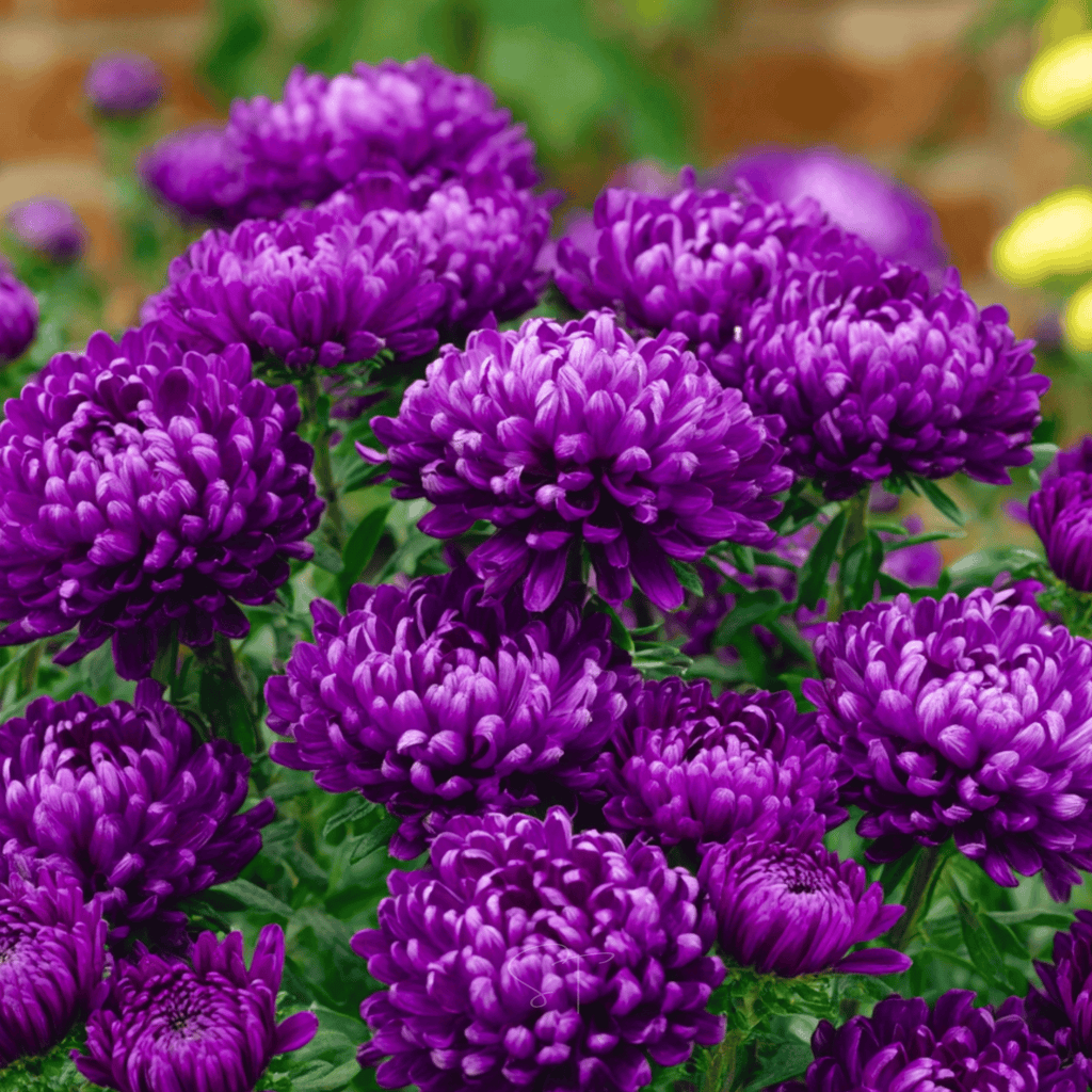 Milady Blue Aster – 50 Seeds Southern Seeds