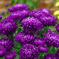 Milady Blue Aster – 50 Seeds Southern Seeds