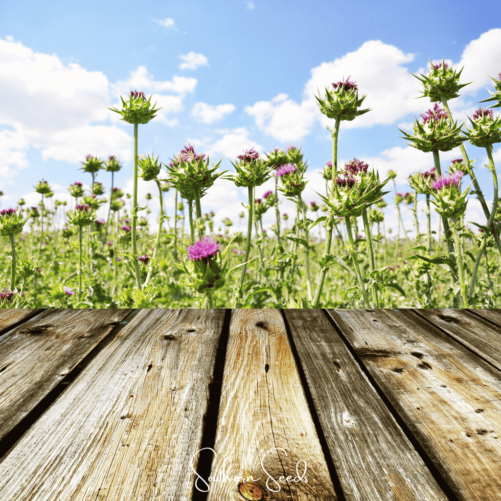 Milk Thistle – 20 Seeds Southern Seeds