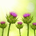 Milk Thistle – 20 Seeds Southern Seeds