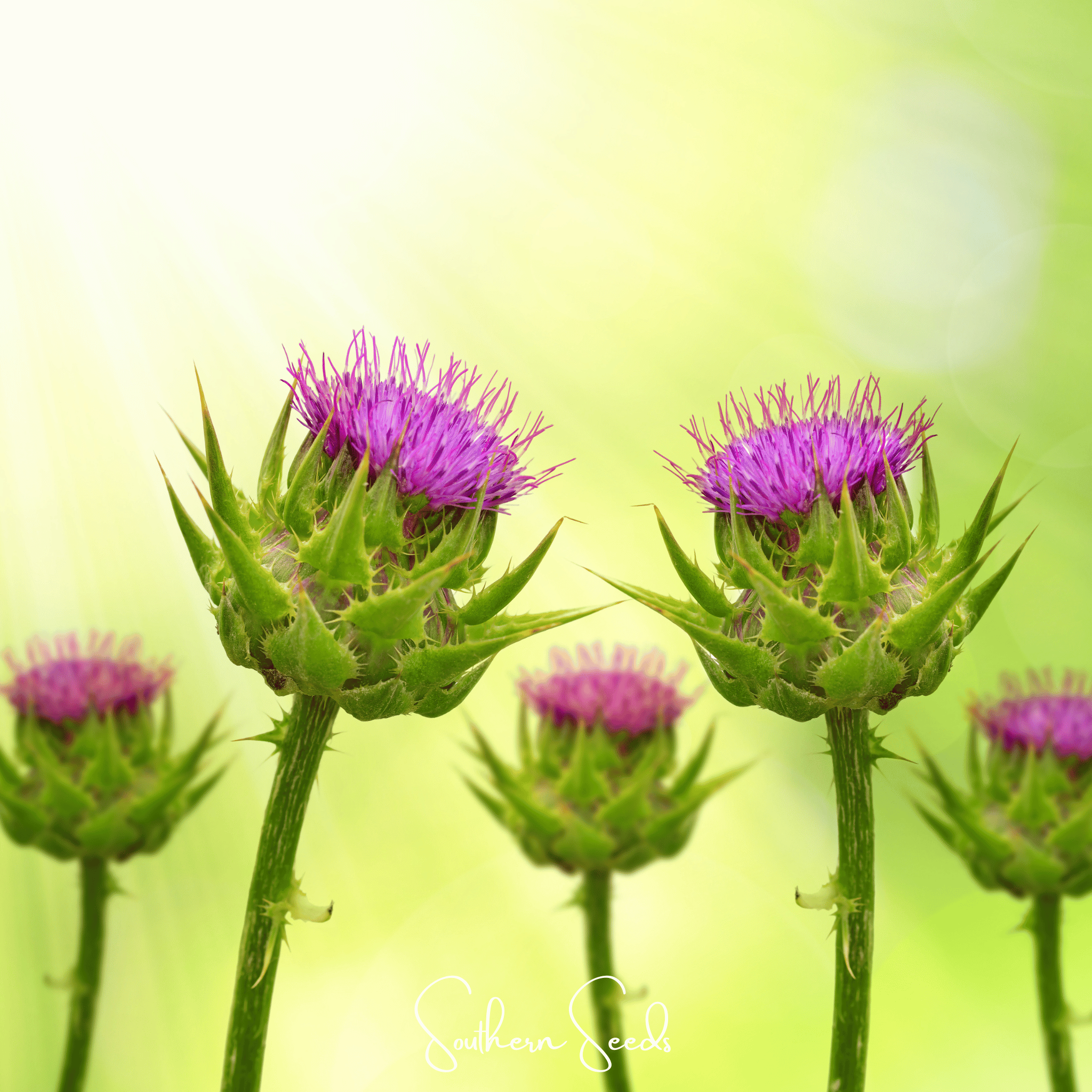 Milk Thistle – 20 Seeds Southern Seeds