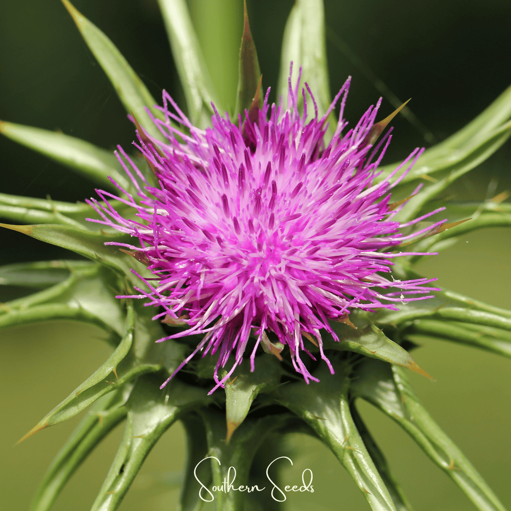 Milk Thistle – 20 Seeds Southern Seeds