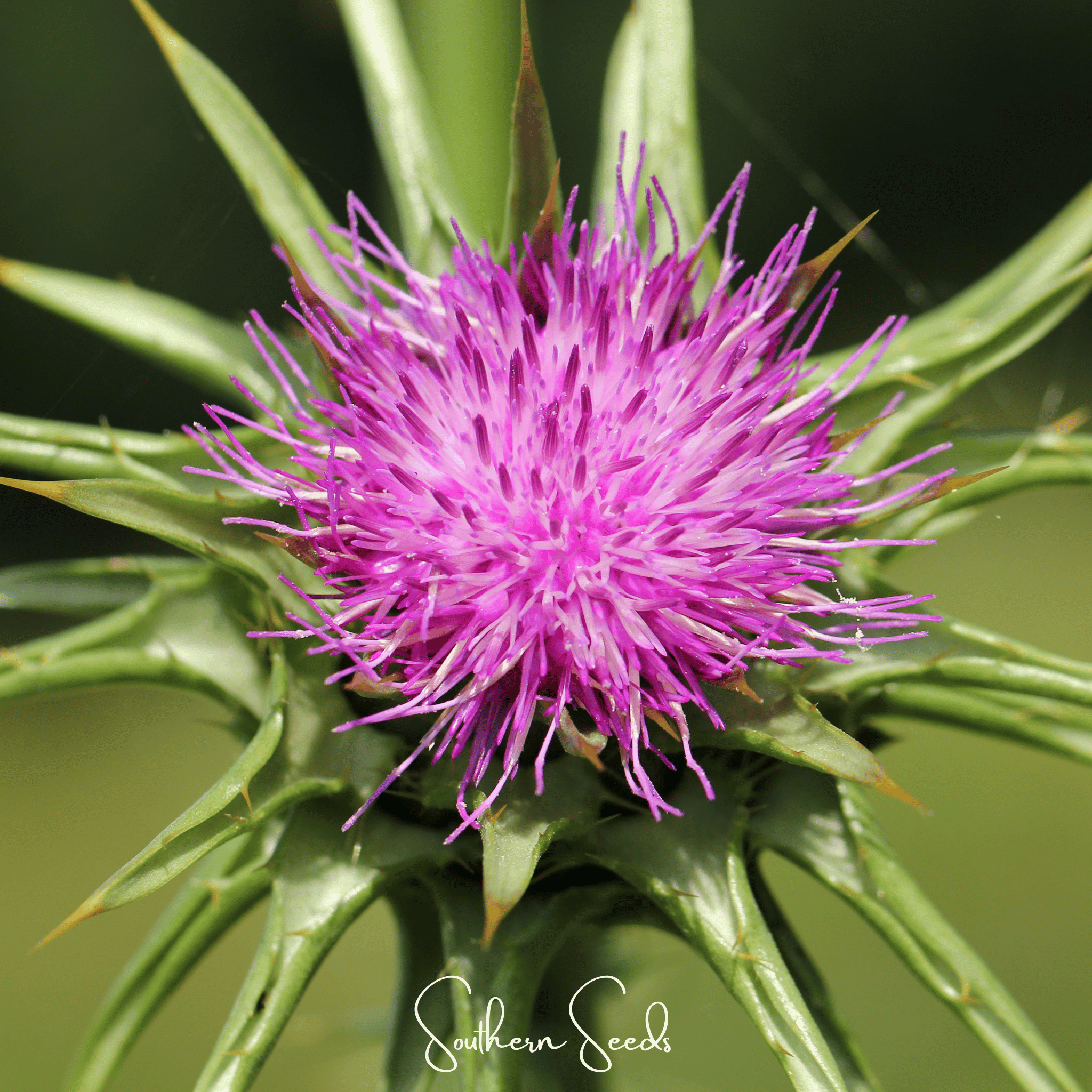 Milk Thistle – 20 Seeds Southern Seeds