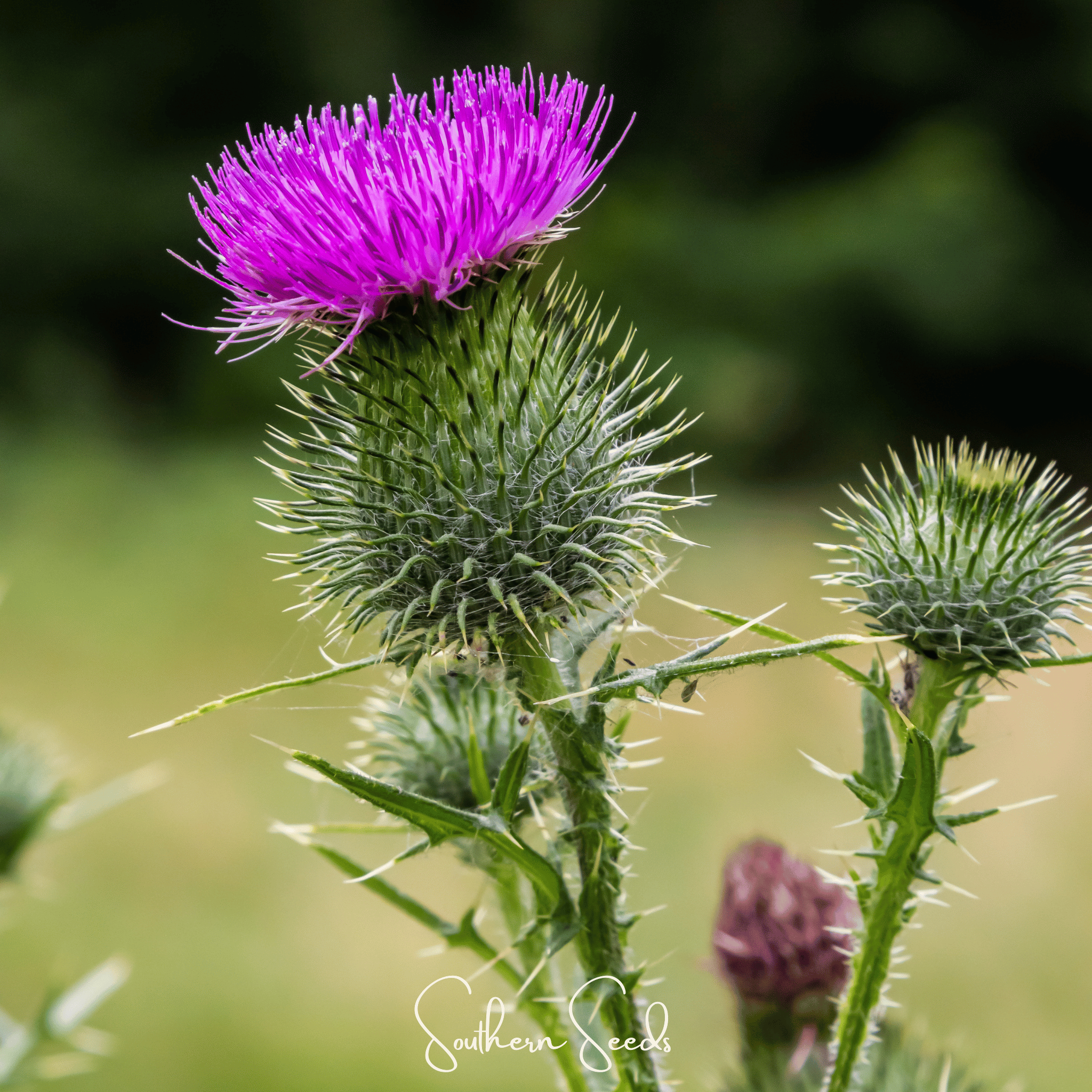 Milk Thistle – 20 Seeds Southern Seeds