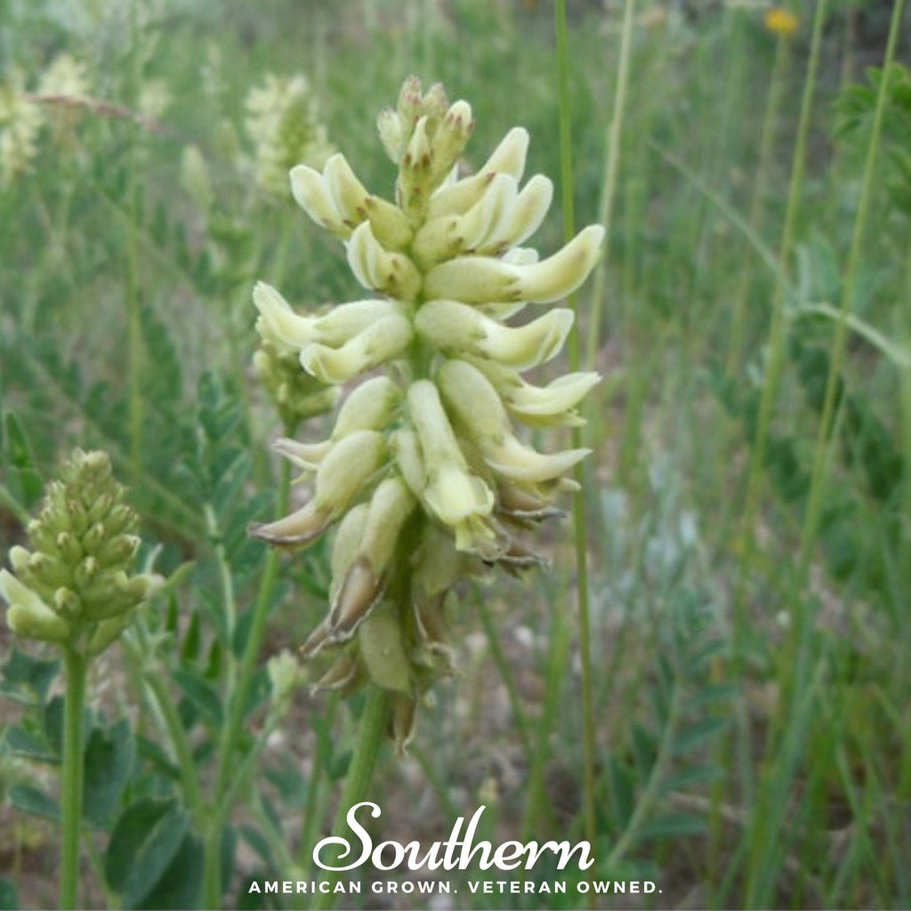 Canadian Milk Vetch – 50 Seeds Southern Seeds