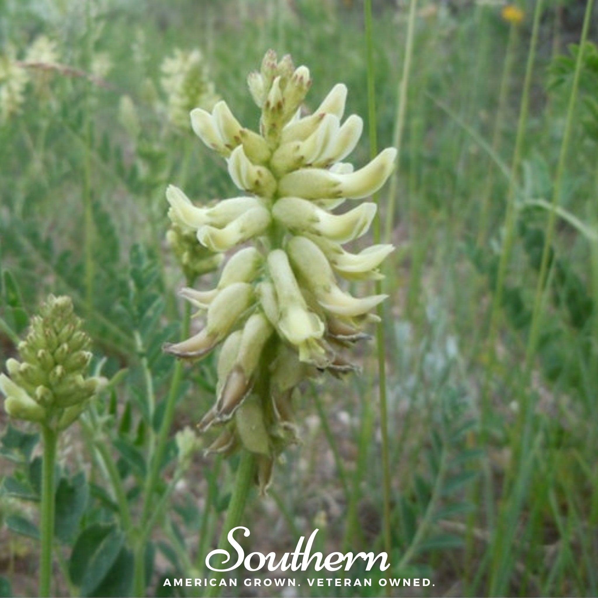 Canadian Milk Vetch – 50 Seeds Southern Seeds