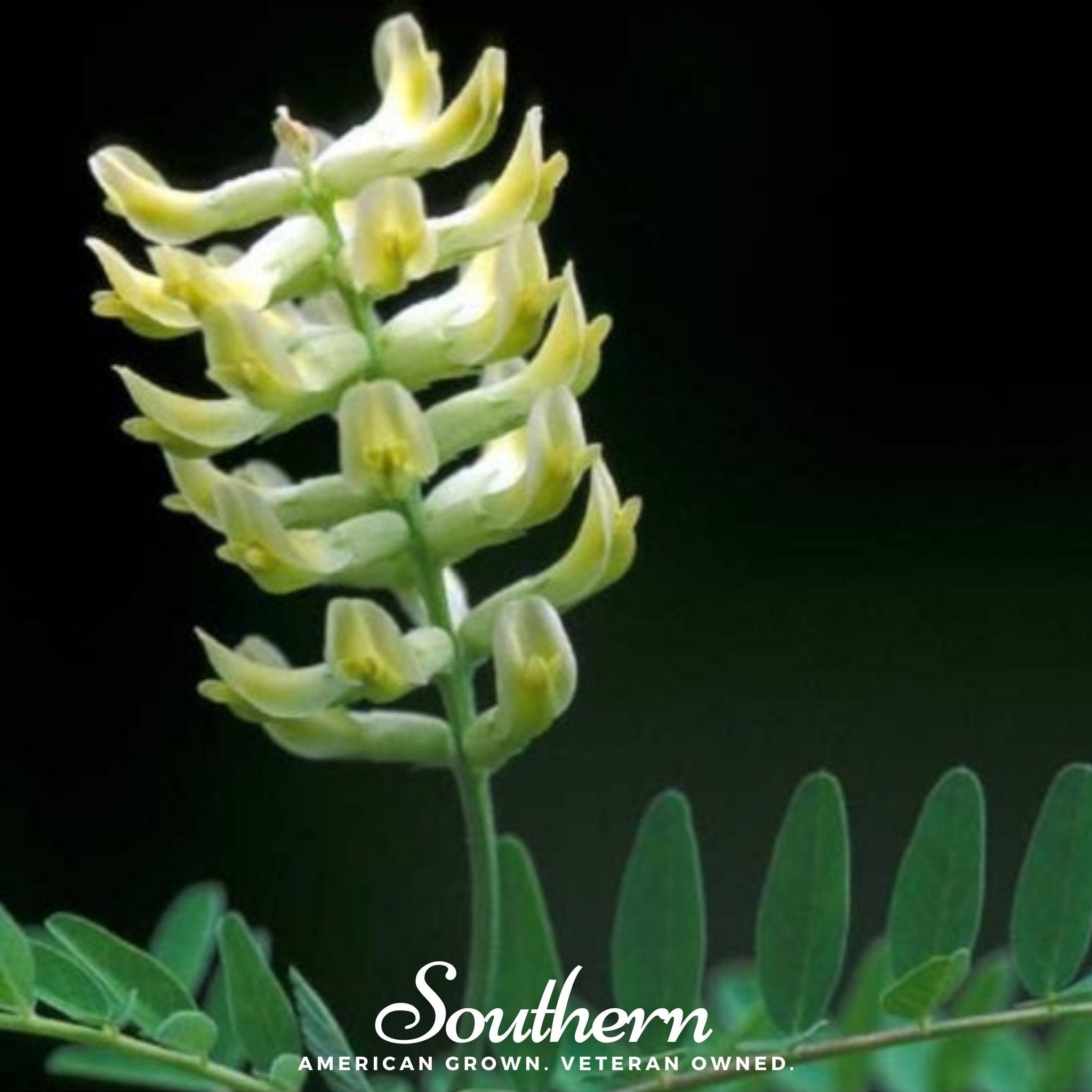 Canadian Milk Vetch – 50 Seeds Southern Seeds