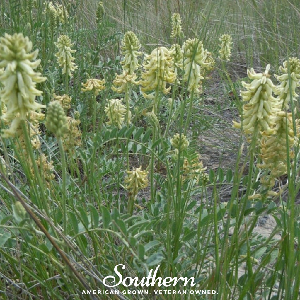 Canadian Milk Vetch – 50 Seeds Southern Seeds
