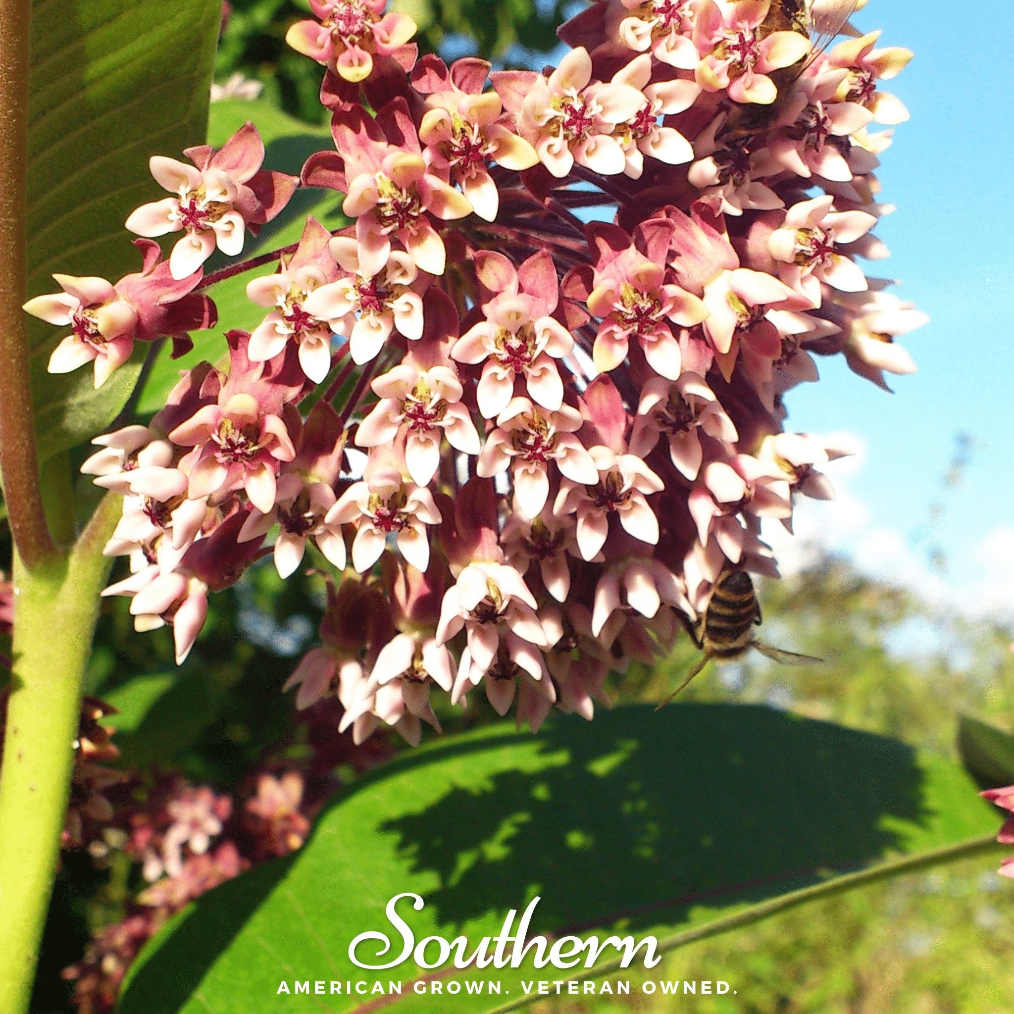 Common Milkweed – 50 Seeds Southern Seeds