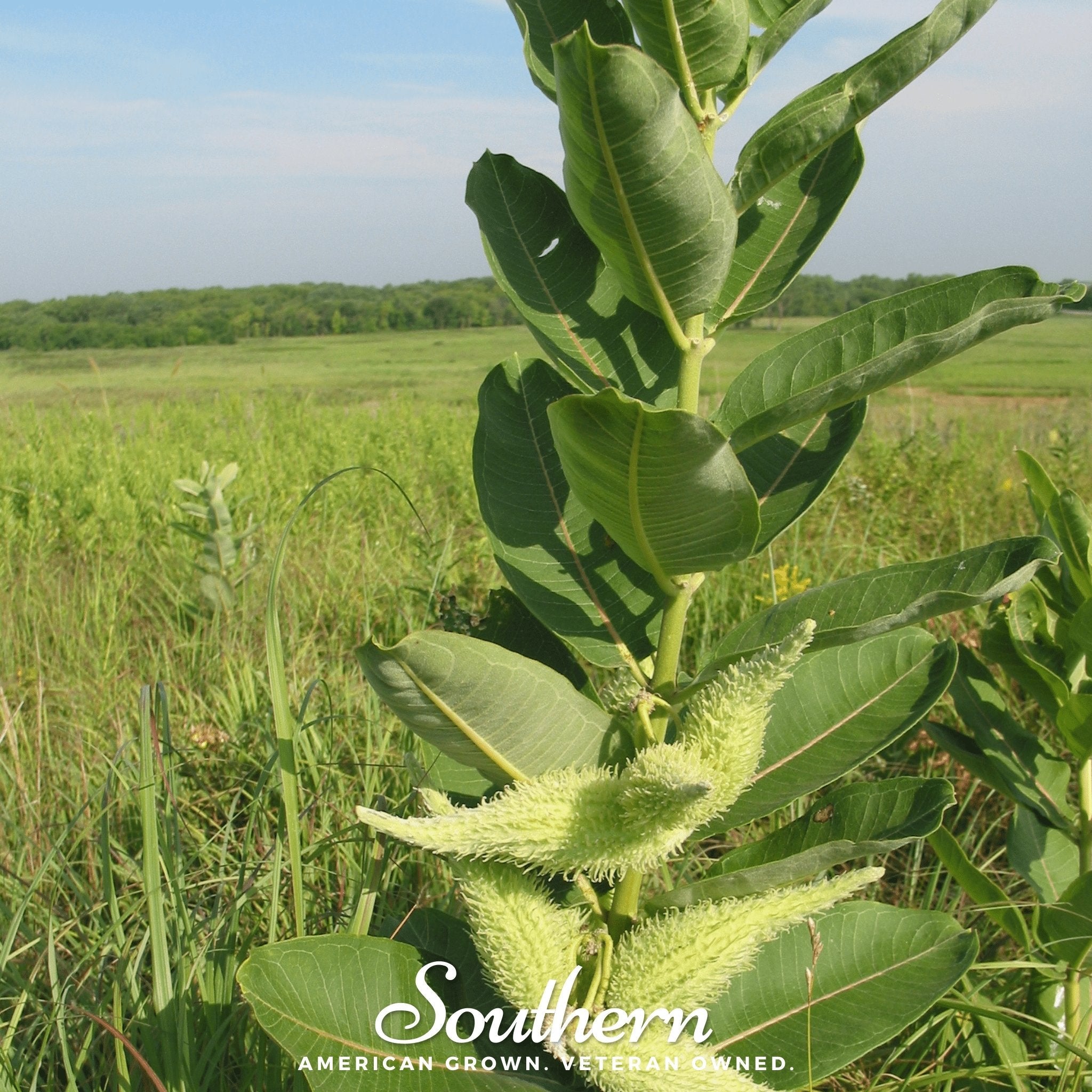 Common Milkweed – 50 Seeds Southern Seeds